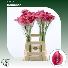 Zant Captain Romance 70cm