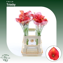 Zant Captain Trinity 65cm