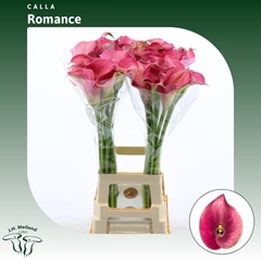 Zant Captain Romance 80cm