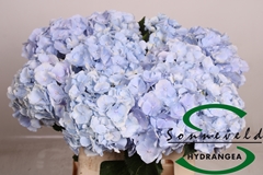 Hydr M Verena Blue 60cm 10cm Ø