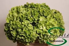 Hydr Verena Classic 40cm 11cm Ø