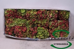 Hydr Ov Doorgekleurd 5cm 18cm Ø