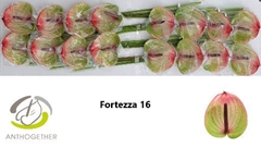 Anth A Fortezza 11cm Ø
