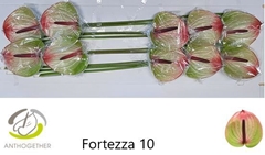 Anth A Fortezza 15cm Ø