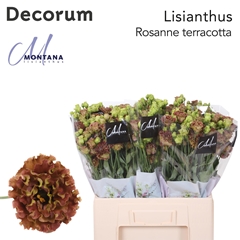 Eus G R L Terracotta 60cm