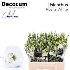 Eust G Rosita White 60cm