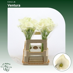Zant Capt Ventura 60cm