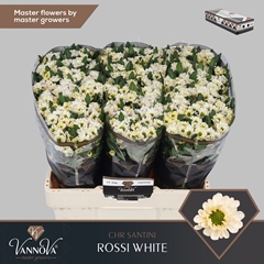 Chr San Rossi White 55cm 120g