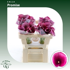 Zant Capt Promise 50cm