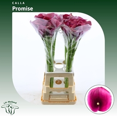 Zant Capt Promise 80cm