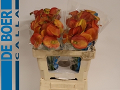Zant Merengue 55cm