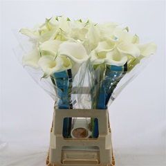 Zant Pure Art 70cm