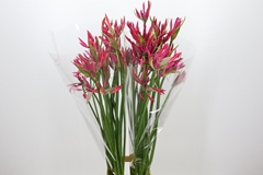 Ne Bo El Pearls Cher 90cm