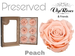 R Preserved Peach