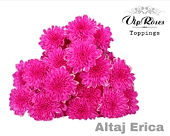 Chr T Altaj Erica