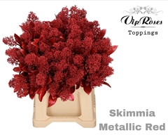 Skimmia Metallic Red