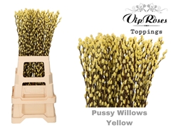 Salix Pussy Willow Yellow