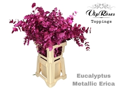 Euca Cinerea Metallic Erica 300GR