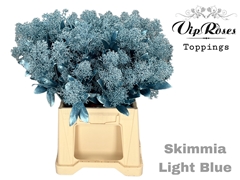 Skimmia Metallic Light Blue