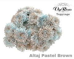 Chr T Altaj Pastel Brown