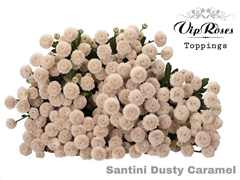Chr S Dusty Caramel