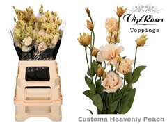 Eust G Alissa Heavenly Peach