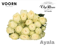 R Tr Ayala!