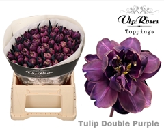 Tu Du Double Purple