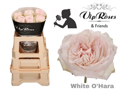 R Gr White O Hara