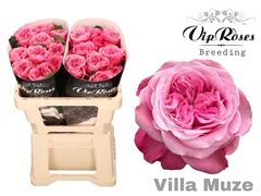 R Gr Villa Muze X20