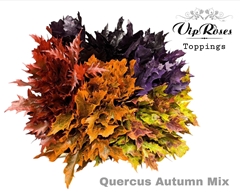 Quercus Autumn Mix