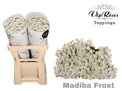 Chr S Madiba Frost