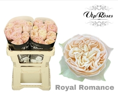 R Gr Royal Romance
