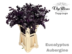 Euca Cinerea Aubergine 300GR