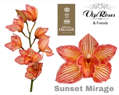Cymb Dyed Sunset Mirage