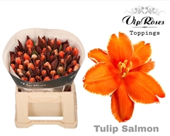 Tu En A Salmon