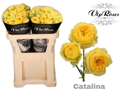 R Tr Catalina