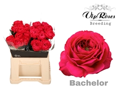 R Gr Bachelor X20