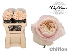 R Gr Chiffon X20