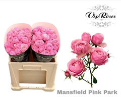 R Tr Pink Mansfi Park