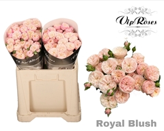 R Tr Royal Blush 577