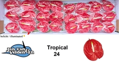 Anth A Tropical 55cm 11cm Ø