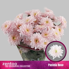Chr T Pastela Rose 65cm 75gram