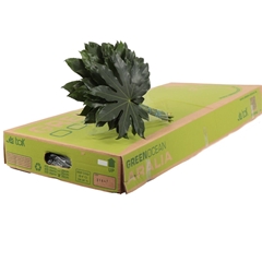 Fatsia Japonica Bs 30cm