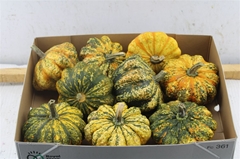 Cucurbita Other 400gram