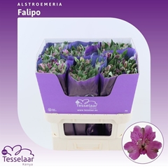 Alstr Falipo 75cm 80gram