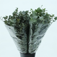 Euca Cinerea P Bunch 80cm 300gram