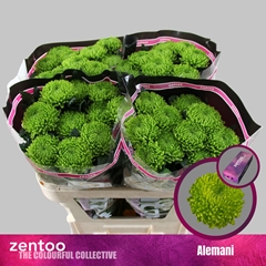 Chr G Alemani 70cm 95gram