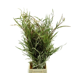 Grevi Asplenifolia 70cm 200gram