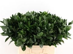 Ruscus Hypophyllum 60cm 50stem